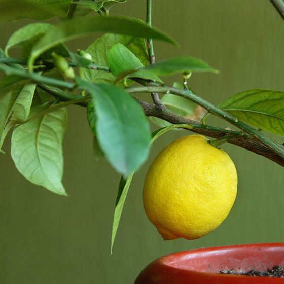 Meyer lemon growing