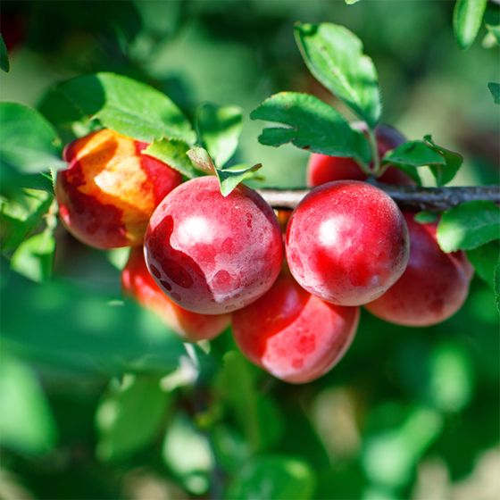 Arctic Queen Nectarines growing on tree