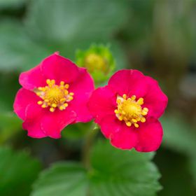 Scarlet Belle™ Strawberry Bloom