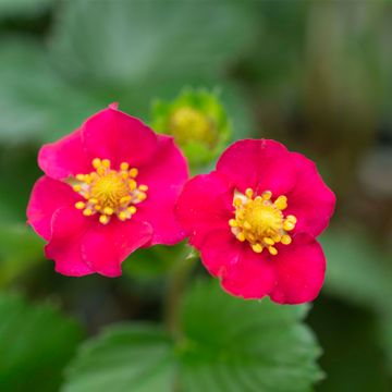 Scarlet Belle™ Strawberry Bloom
