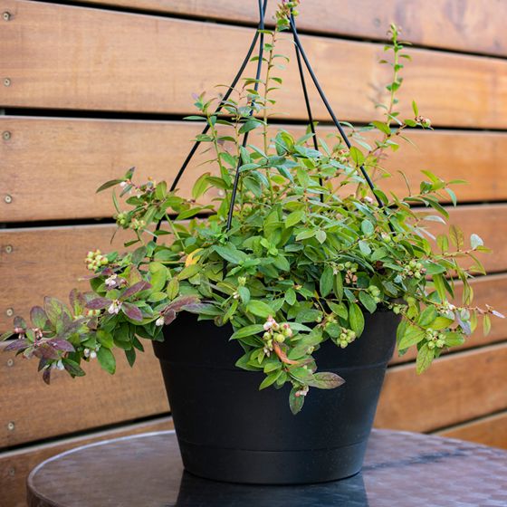 Sapphire Cascade Blueberry Plant in Basket