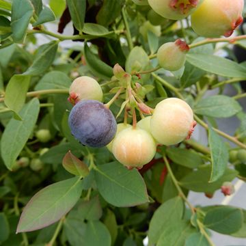 Sapphire Cascade Blueberries