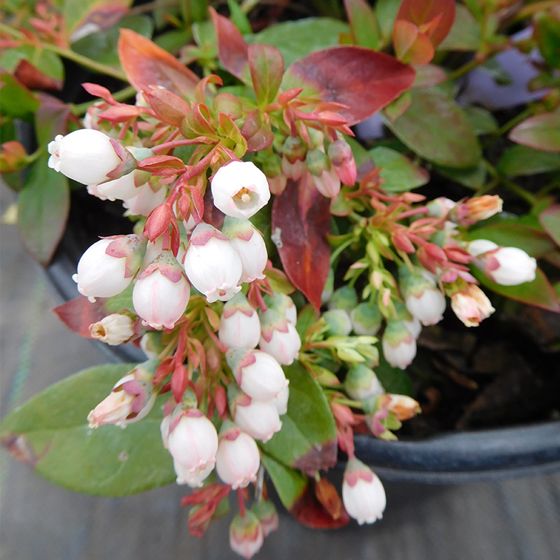 Sapphire Cascade Blueberry Blooms