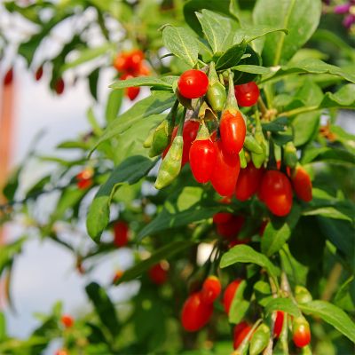 Phoenix Tears Goji Berry Plant