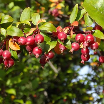 Indian Summer Crabapple fruits