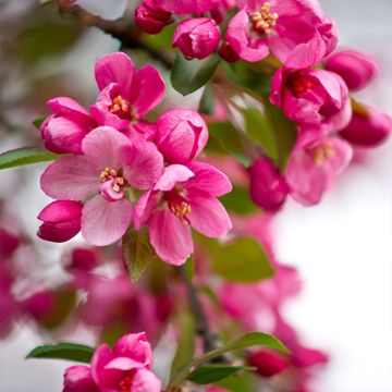 Indian Summer Crabapple blooms