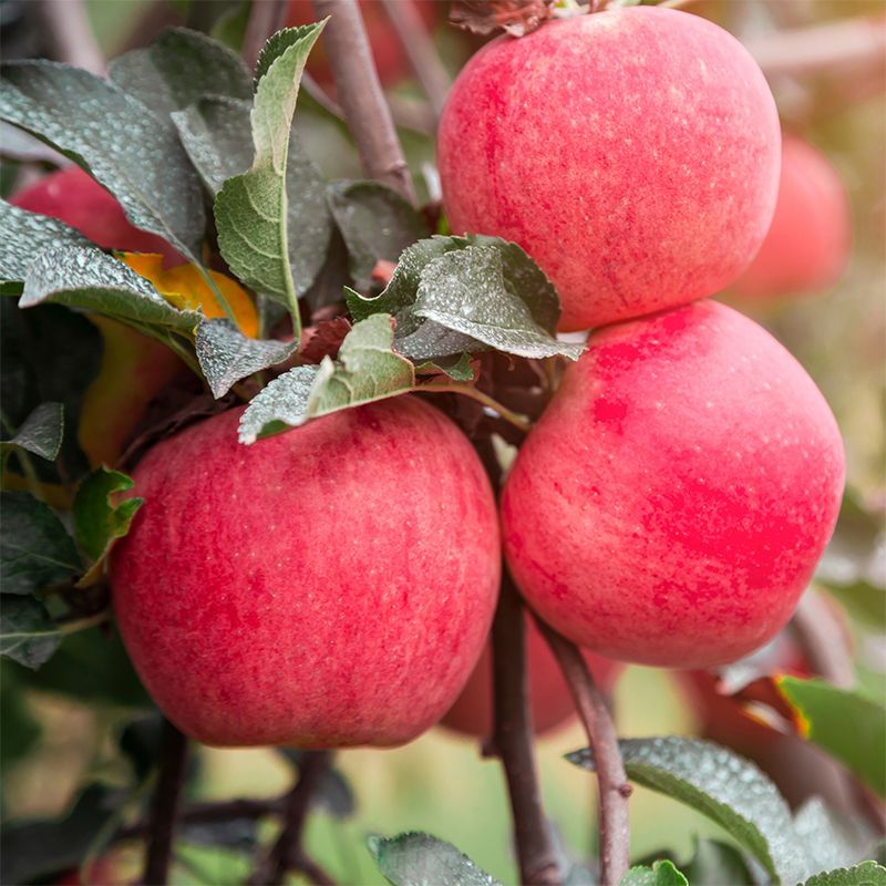 Red Fuji Apple Tree