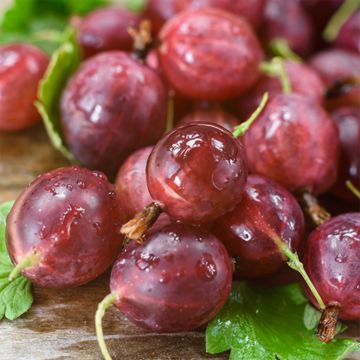 Hinnonmaki Red Gooseberry Plant - Stark Bro’s