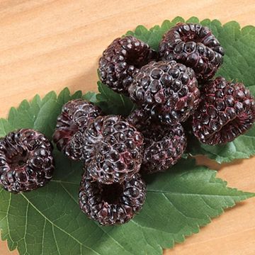 Allen Black Raspberries