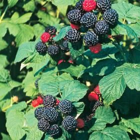 Bristol Black Raspberries