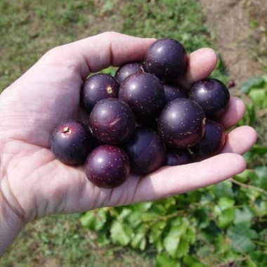 Nesbitt Muscadine Grape