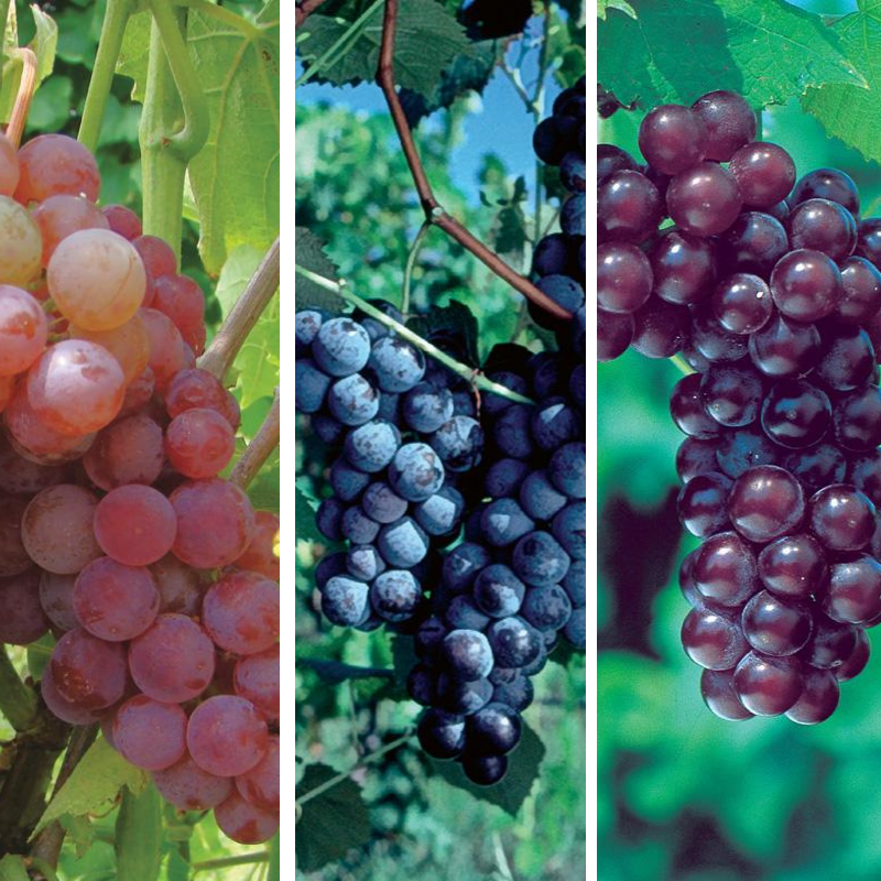 Popular Seedless Grape Vine Collection Stark Bro’s