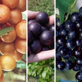 Muscadine Grape Collection