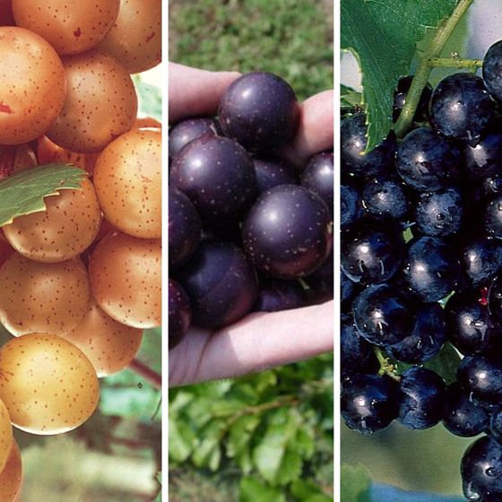 Muscadine Grape Collection