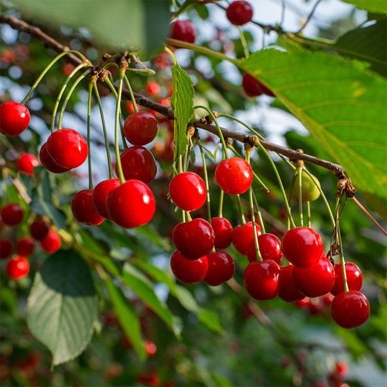 Early Richmond Sour Cherries on branch