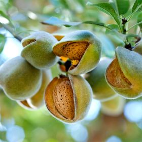 Carmel Almonds growing on tree