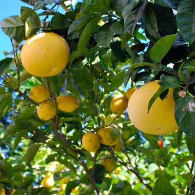 Star Ruby Grapefruit Tree with fruit