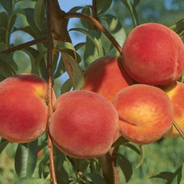 Photo of Loring Peach Tree