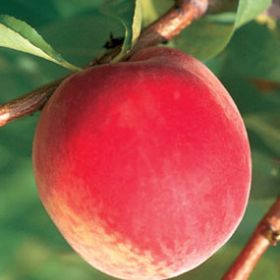 Photo of White Lady Peach Tree
