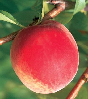 Photo of White Lady Peach Tree