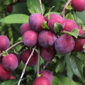 Morris Plum Tree