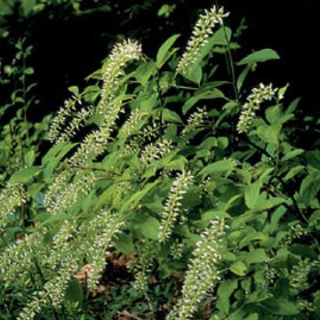 Photo of Henry Garnet Itea Plant