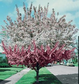 Photo of 2-N-1 Crabapple Tree