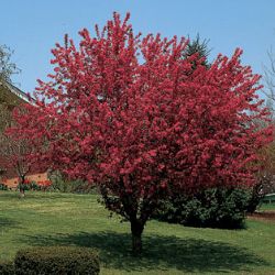 Photo of Robinson Flowering Crabapple
