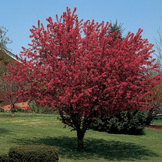 Photo of Robinson Flowering Crabapple Tree