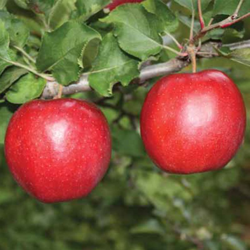 JonaStar® Jonagold Apple Tree Stark Bro’s