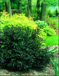 Photo of Black Beauty™ Elderberry Plant