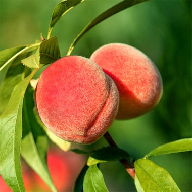 Rising Star Peach Tree