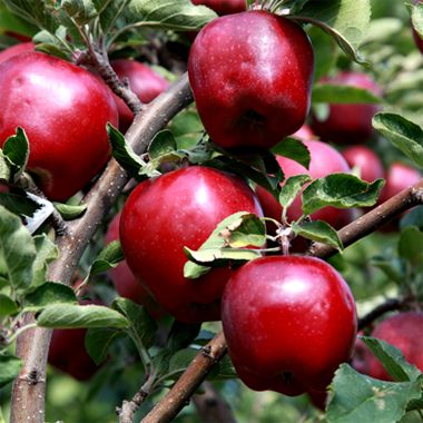 Red Fuji Apple Tree - Stark Bro's