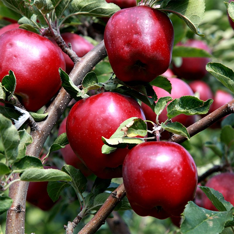 Fresh Red Delicious Apple, Each 