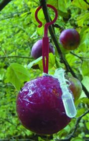 Photo of Apple Maggot Trap