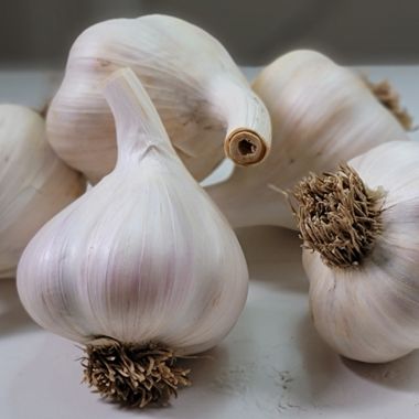 German White Extra Hardy Hardneck Garlic