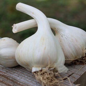 German White Extra Hardy Hardneck Garlic Plants