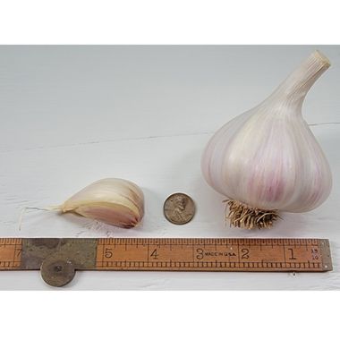 German White Extra Hardy Hardneck Garlic - large size