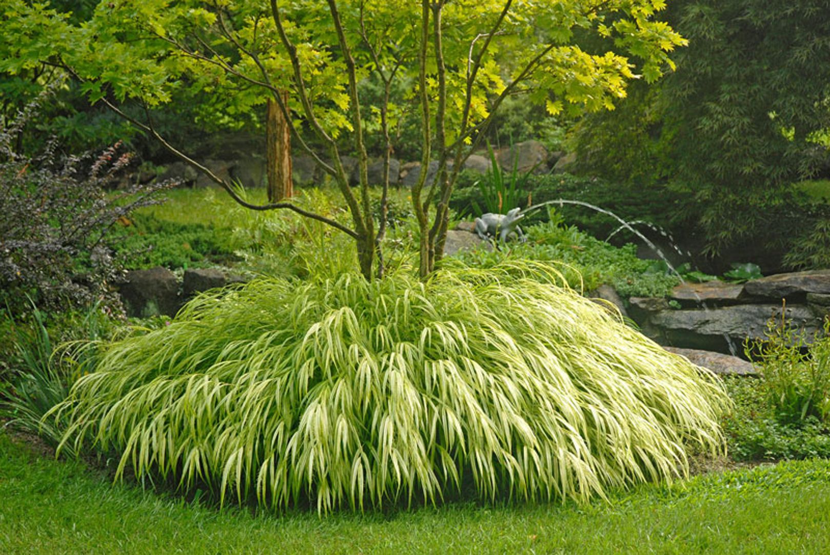 Golden Japanese Forest Grass - Stark Bro's