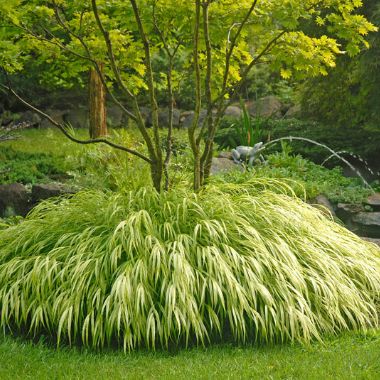 Photo of Golden Japanese Forest Grass