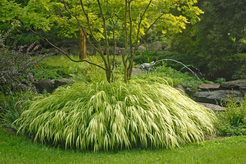 In what hardiness zone does Japanese grass grow best?