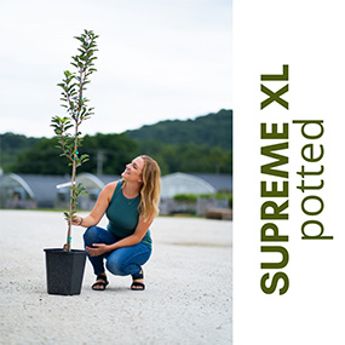 Supreme XL Potted Tree next to woman