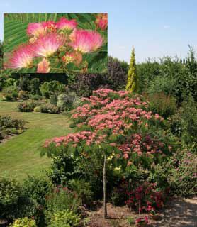 Photo of Ombrella™ Mimosa Tree