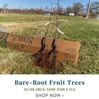 Bare-Root Fruit Trees