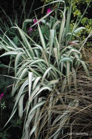 Photo of Strawberries and Cream Ribbon Grass
