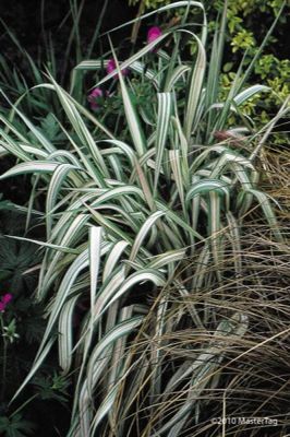 Photo of Strawberries and Cream Ribbon Grass