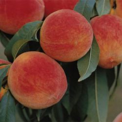 Earliglo peaches