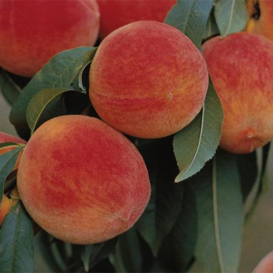 Earliglo peaches