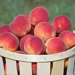 Encore Peaches in basket
