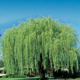 Wisconsin Weeping Willow